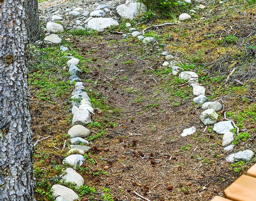 a path in the woods