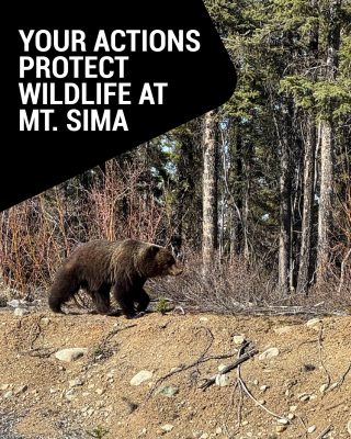 Every time you visit Mt. Sima, your actions make a difference for our local wildlife populations. We're lucky to share this incredible area with black bears, brown bears (grizzlies!), lynx, moose, foxes, and a variety of other amazing animals. By being mindful—whether it's properly disposing of waste, keeping your dog on a leash, or simply observing animals from a distance—you're helping to prevent human-wildlife conflicts. Let's ensure these magnificent creatures can continue to roam freely and safely at Mt. Sima. 🐻🦊🐺🫎🦌
Enjoy your adventures responsibly! 

For more tips to enjoy Yukon's wildlife, check out Wild Wise https://wildwise.ca/

📸: our residential young grizzly, across from north parking lot